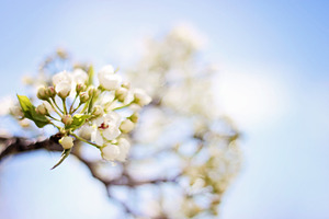 White blossoms containing white blossoms, tree, and white