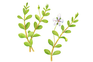 Bacopa Botanical Illustration Set