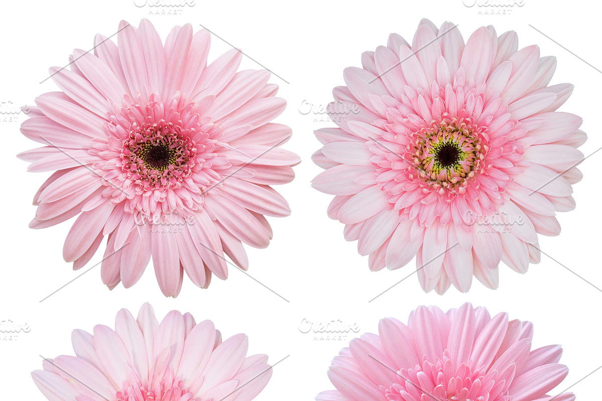 set of pink gerbera flower, an Object Graphic by aopsan