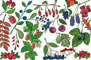 Berry set, hand drawn, gouache, an Illustration by risovanya (Thumbnail 2 of 2)