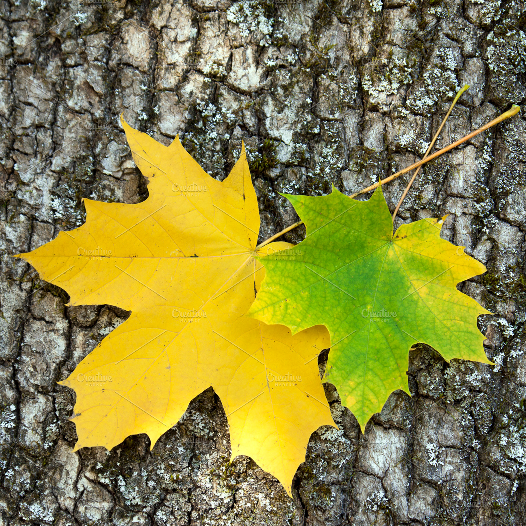 Two maple leaves, a Nature Photo by BOOCYS