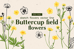 Flowers Buttercup. Sketch Flowers