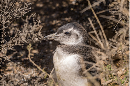 Magellanic penguin chick fledging in, an Animal Photo by Backyard Stock