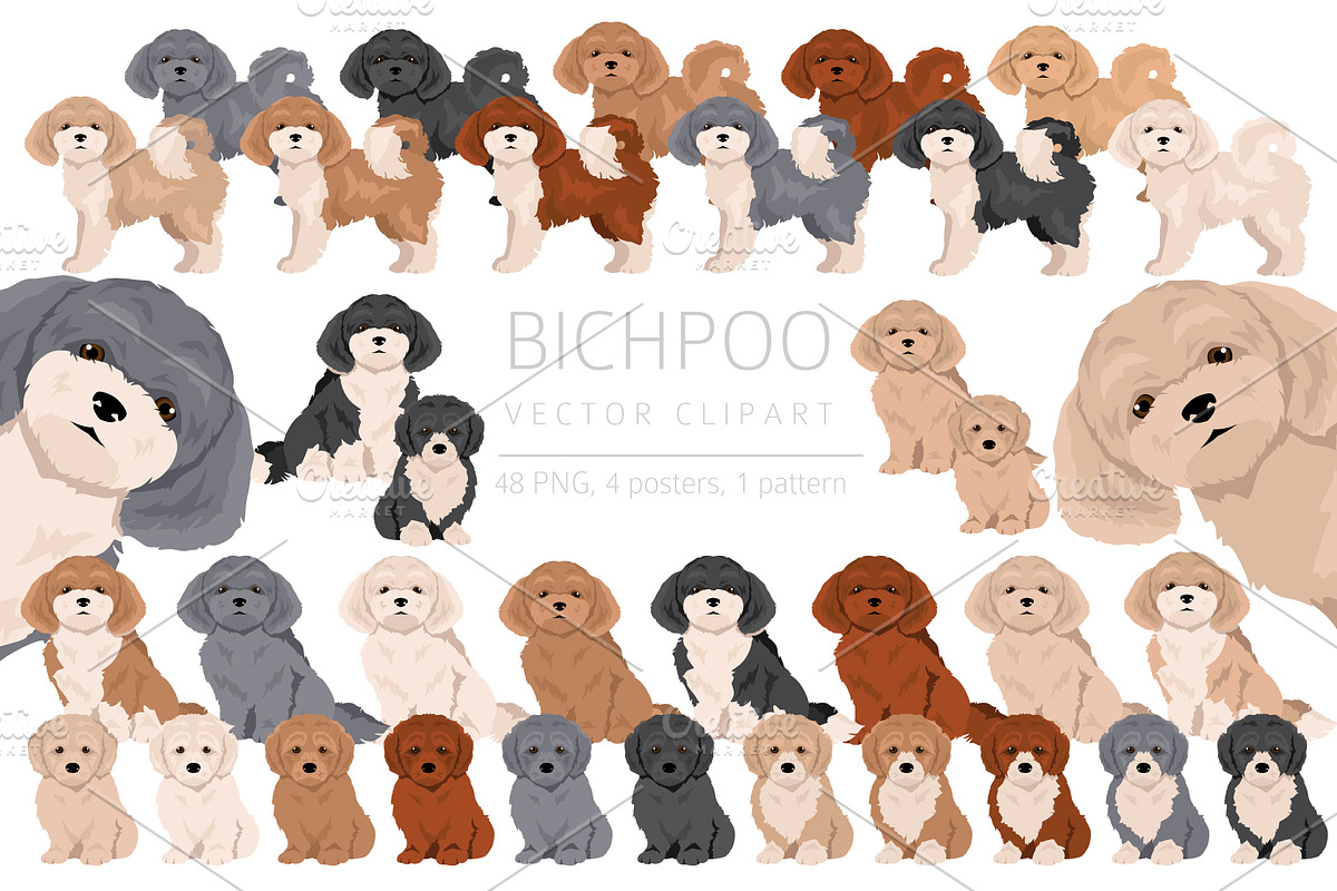 Bichpoo (Bichon Frise Poodle mix), an Animal Illustration by pet design shop (Photo 1 of 6)