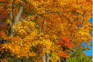 A Stunning Autumn Landscape, a Nature Photo by Lukas Jonaitis SHOP