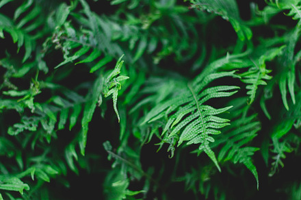 Lush Green Fern Foliage Photo