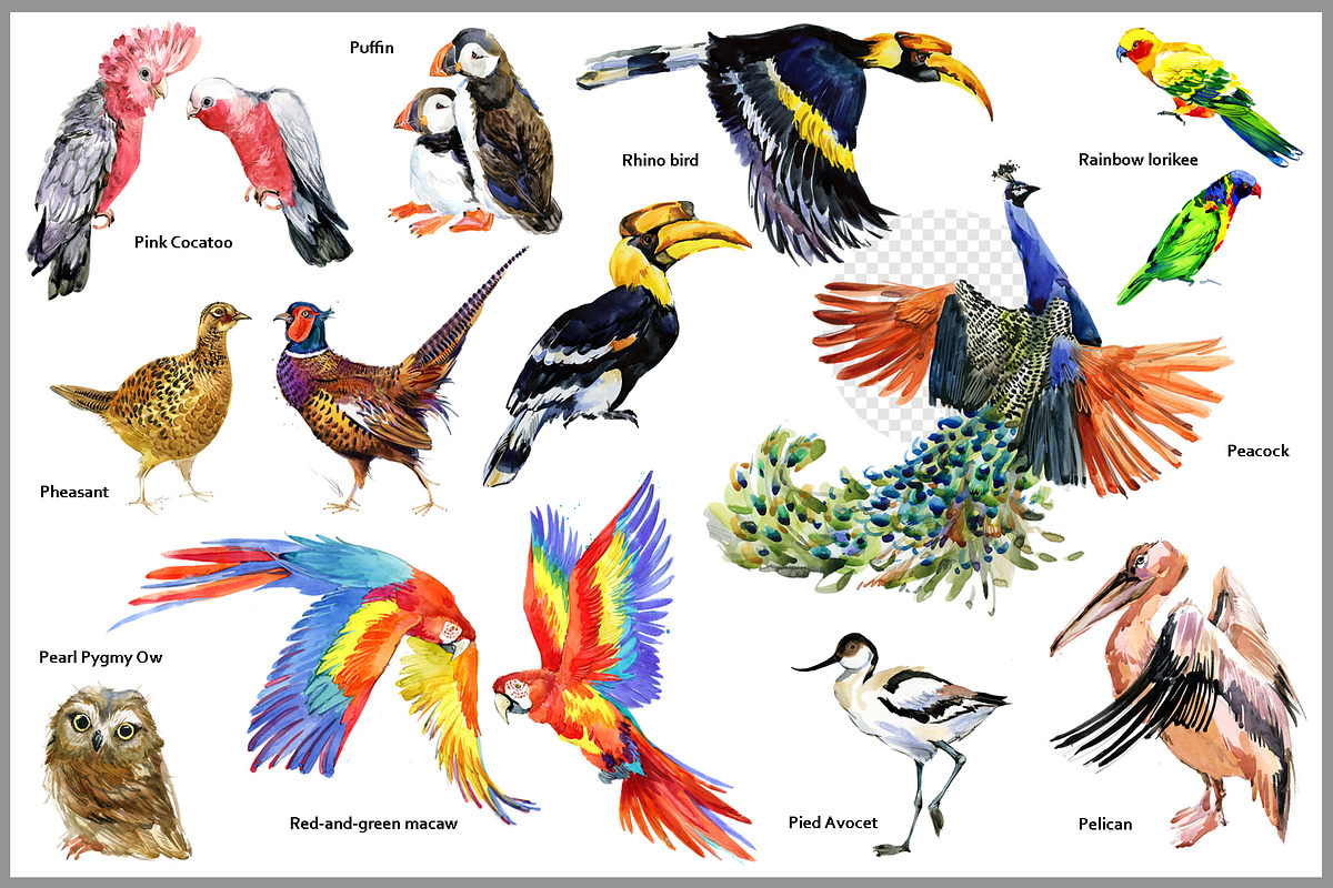 Watercolor Birds collection PNG, an Animal Illustration by FineArt (Photo 5 of 7)