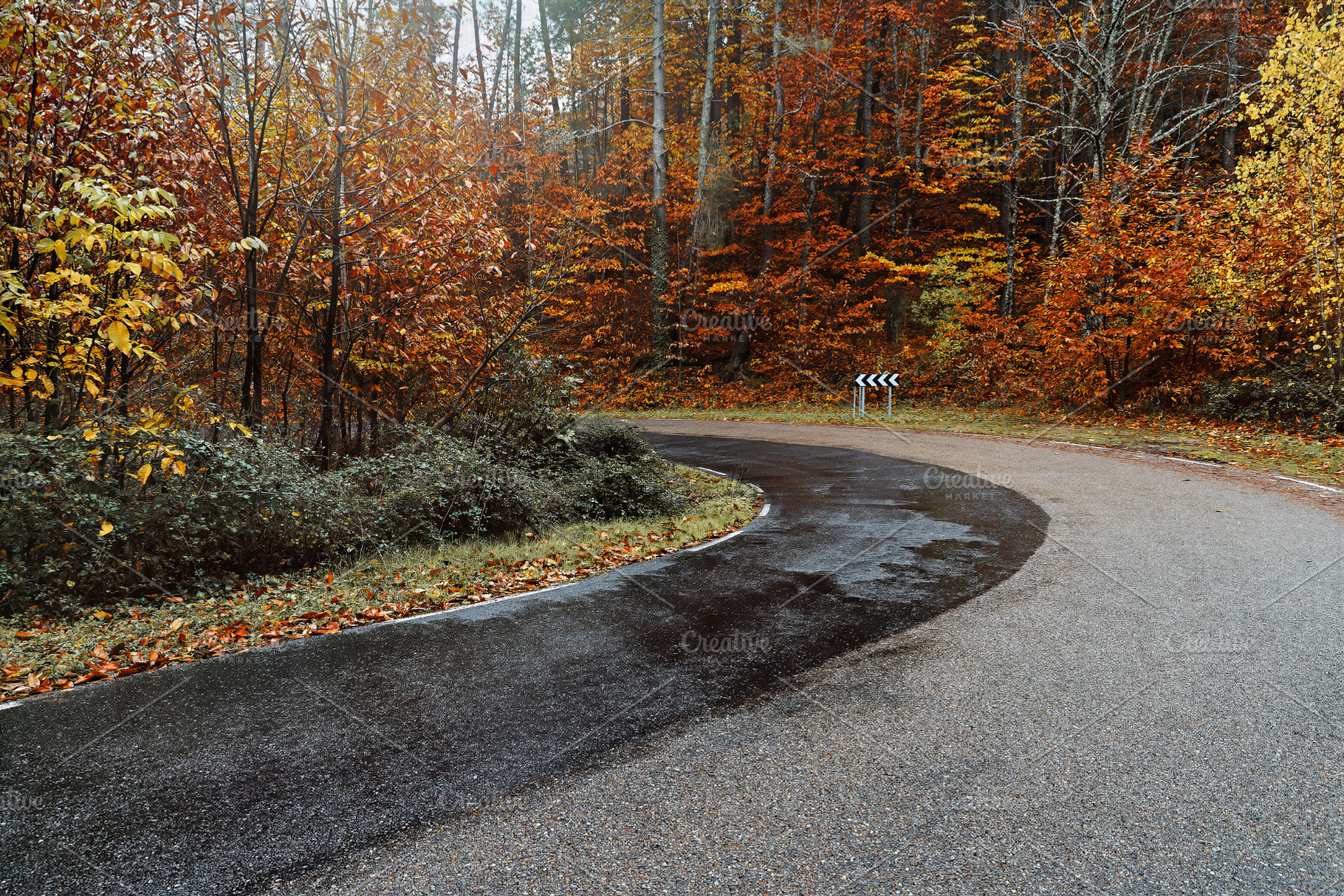 Wet Road Curve Through Colorful Autu, a Transportation Photo by Perpis
