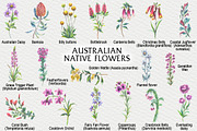 Australian Native Flowers, a Seasonal Illustration by FITALARTSNEDIGI (Thumbnail 2 of 6)