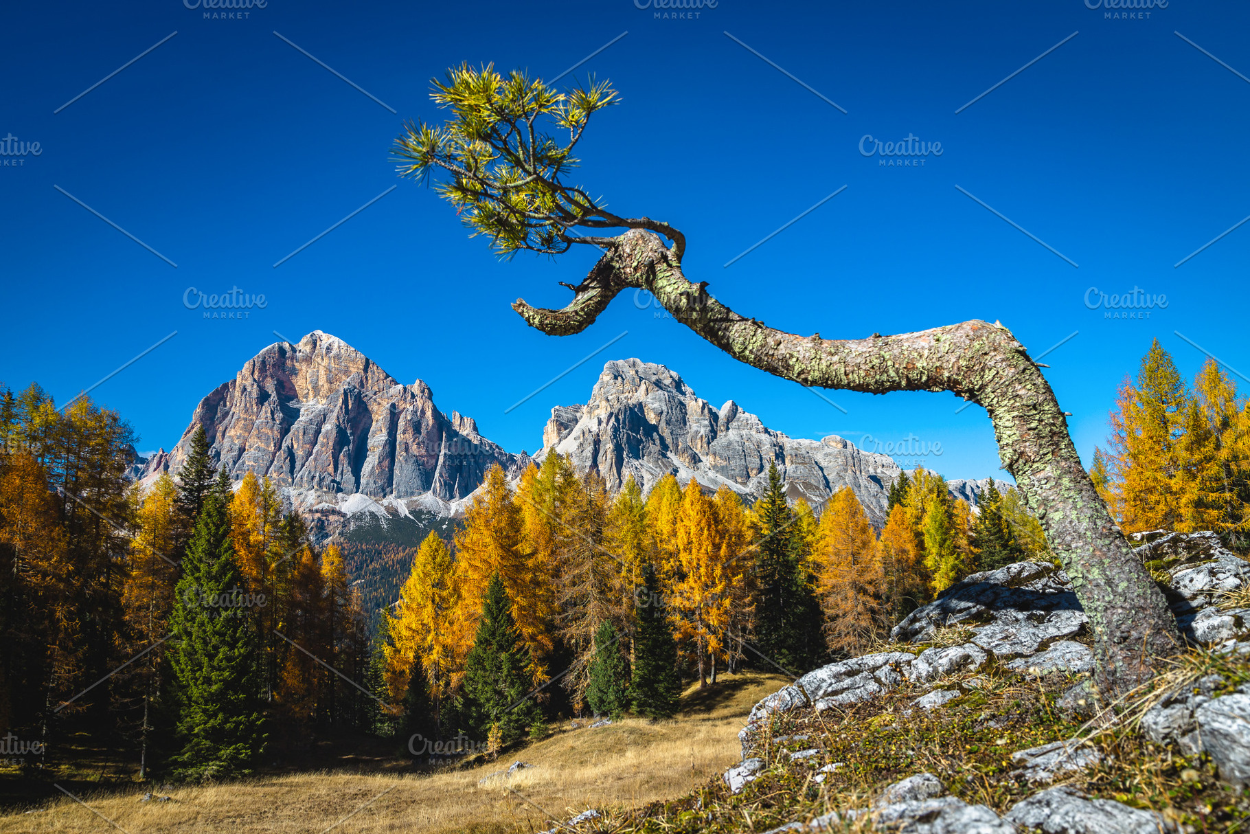 Lonely small pine tree on the rock, a Nature Photo by Alpine Dreams