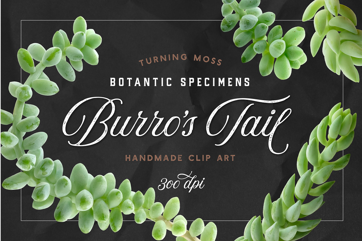 Succulent Burro's Tail Isolated, an Object Graphic by Turning Moss (Photo 2 of 6)