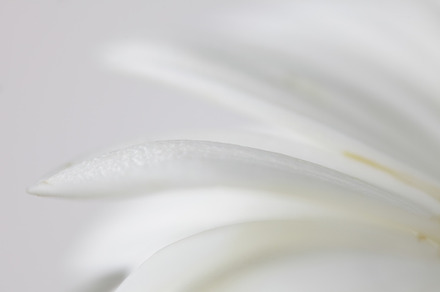 Soft focus flower background featuring abstract, backdrop, and background, a Nature Photo by Liliia Rudchenko