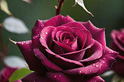 Velvet Rose Collection, a Photo by ETARA by Mea Hau (Thumbnail 5 of 5)