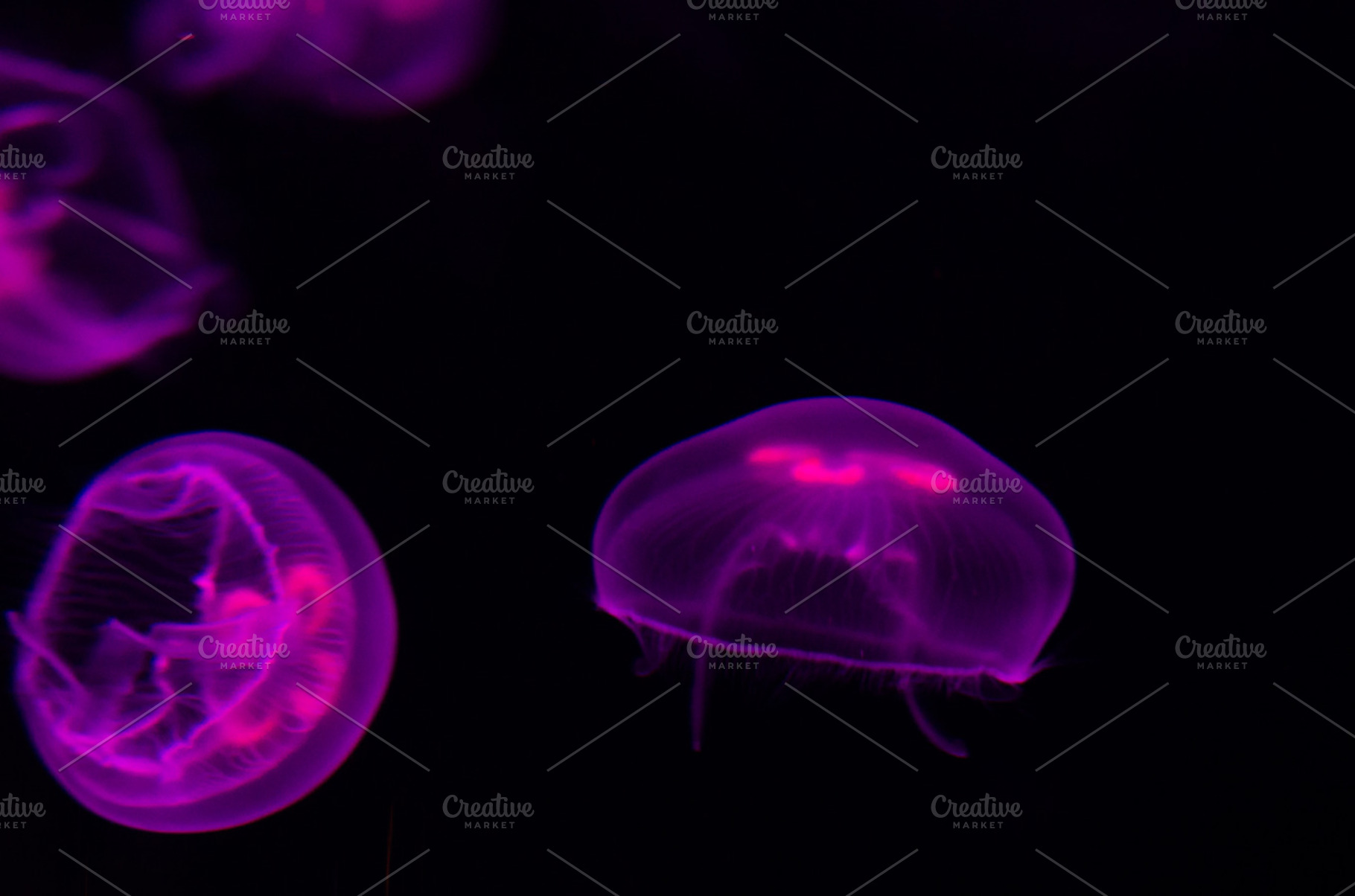 Group of light purple jellyfish containing animal, aquarium, and blue, an Animal Photo by BREATING NATURE