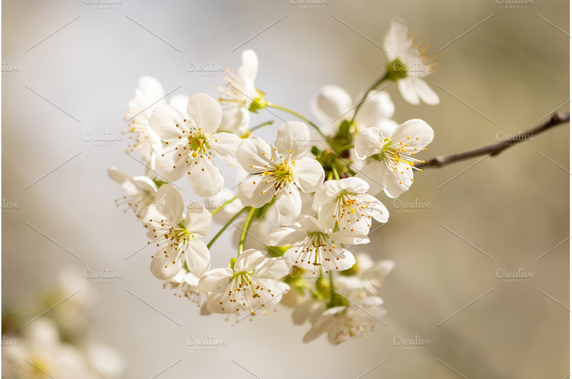 Blooming White Cherry Tree Branches, a Nature Photo by BeOGraphic