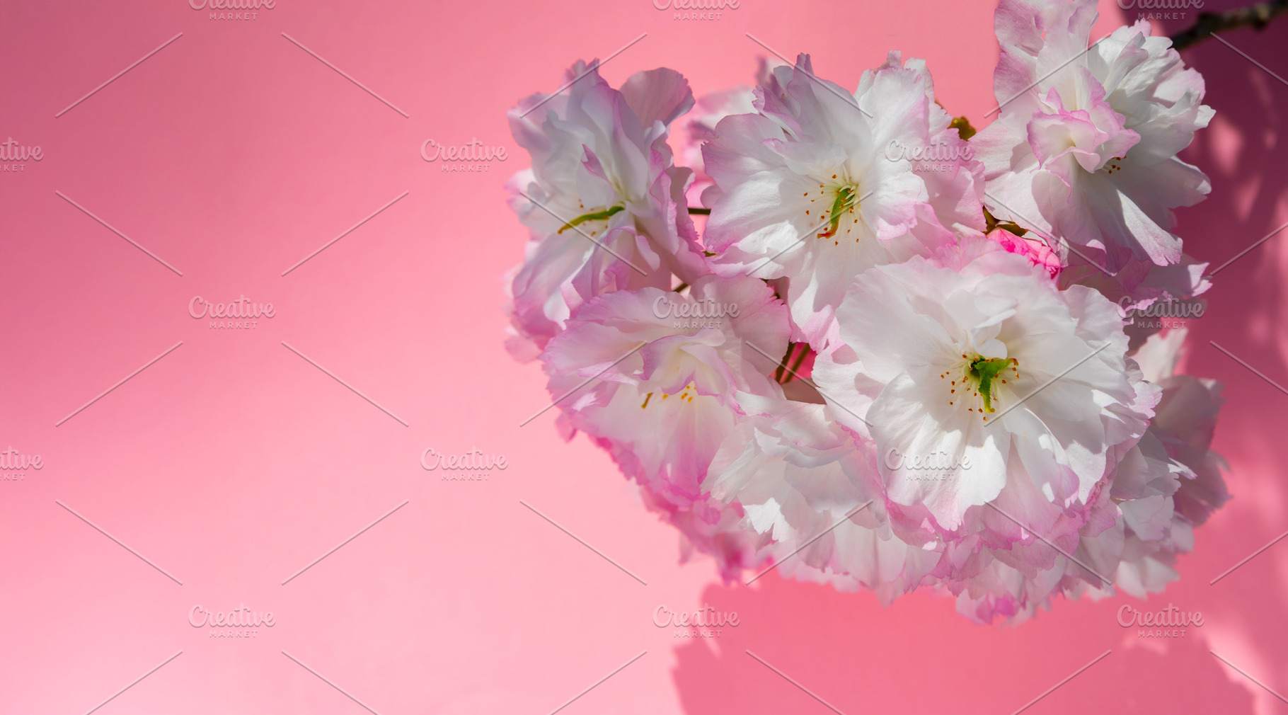 Cluster of delicate white cherry blossoms with pink edges set ag, a Nature Photo by Ales Munt