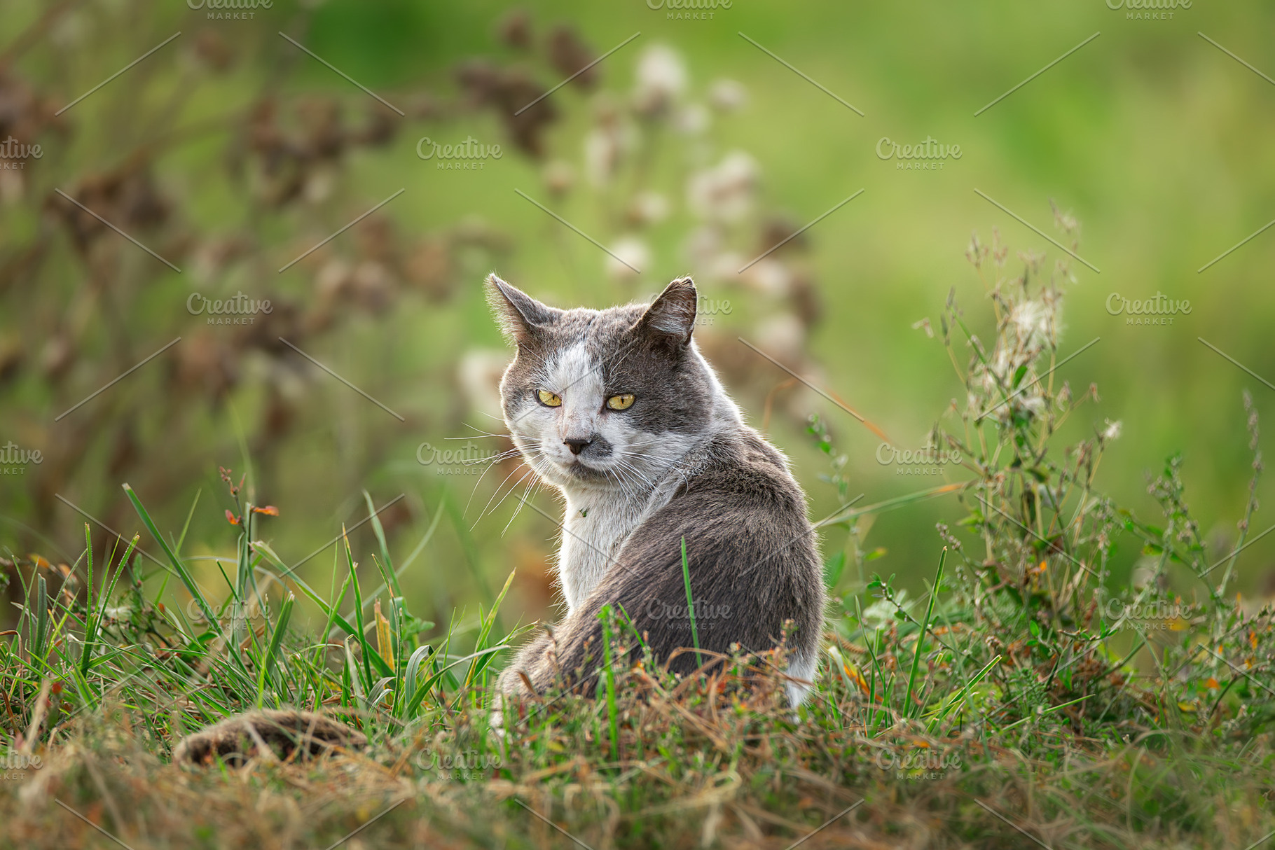 Grey striped cat posing in pine summ, an Animal Photo by AlexBush