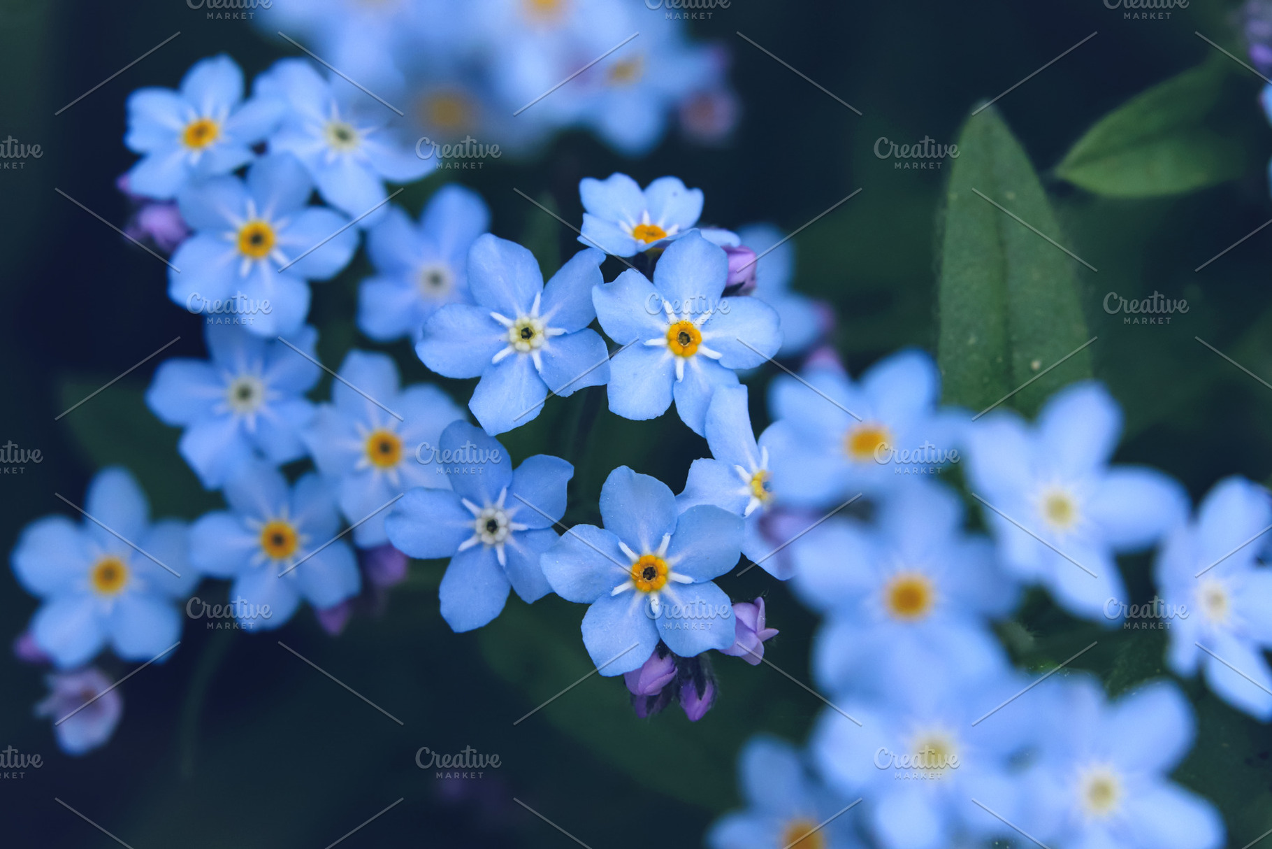 Bright blue flowers close up., a Nature Photo by Sir13