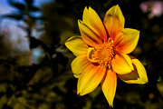 Flower & Garden Collection 15 photos, a Nature Photo by Silent Nature (Thumbnail 8 of 14)