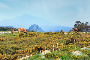 Cow herd on summer hill., a Nature Photo by YuriyB
