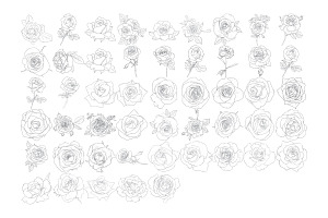 Rose Outlines Set 1 Procreate Brush