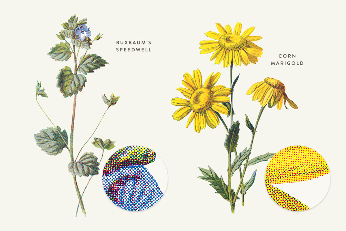 Vintage Flower Illustrations Bundle, an Illustration by Greta Ivy (Photo 55 of 62)