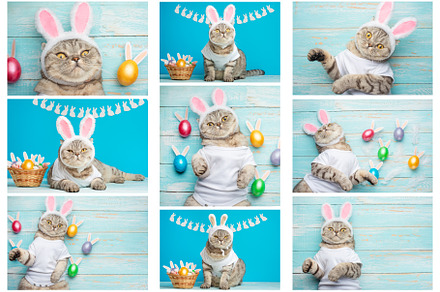 Easter Bunny Cat