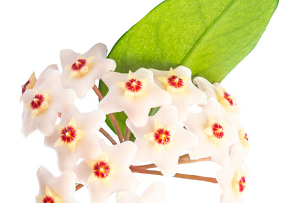 White flowers Hoya Carnosa