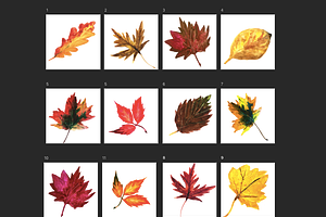 Autumn Leaves Watercolor Icons