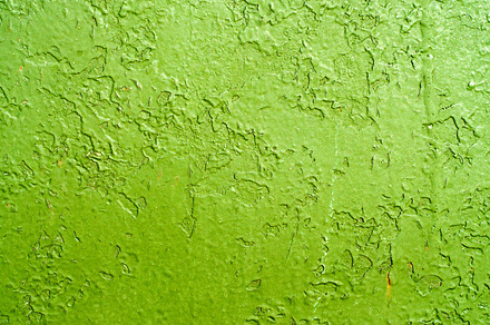Grunge Green Paint, a Background Photo by Benjaminlion