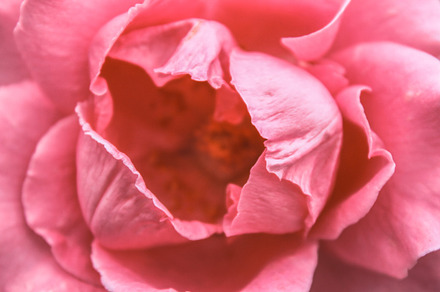 A closeup of a beautiful bush rose, a Nature Photo by shahsoft