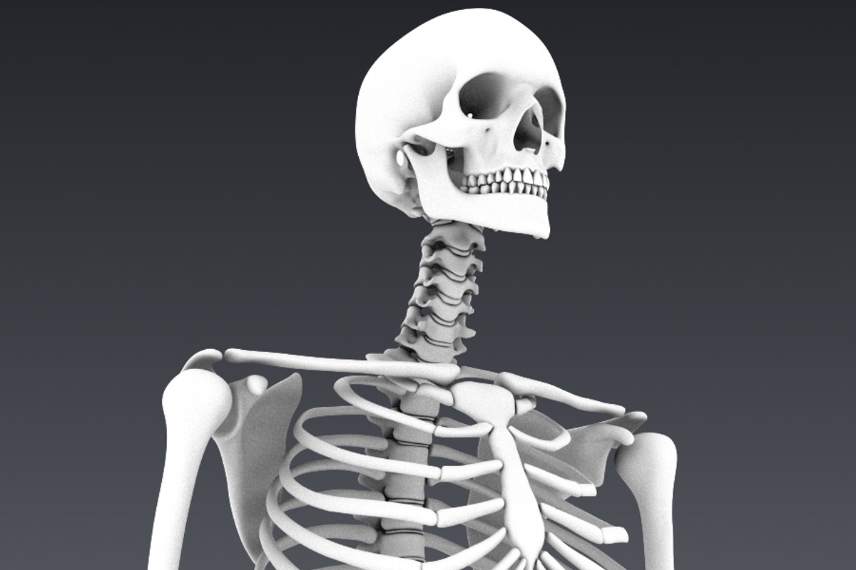 Human skeleton rigged, a Characters & Person 3D Model by konstantin.ermolaev (Photo 14 of 27)