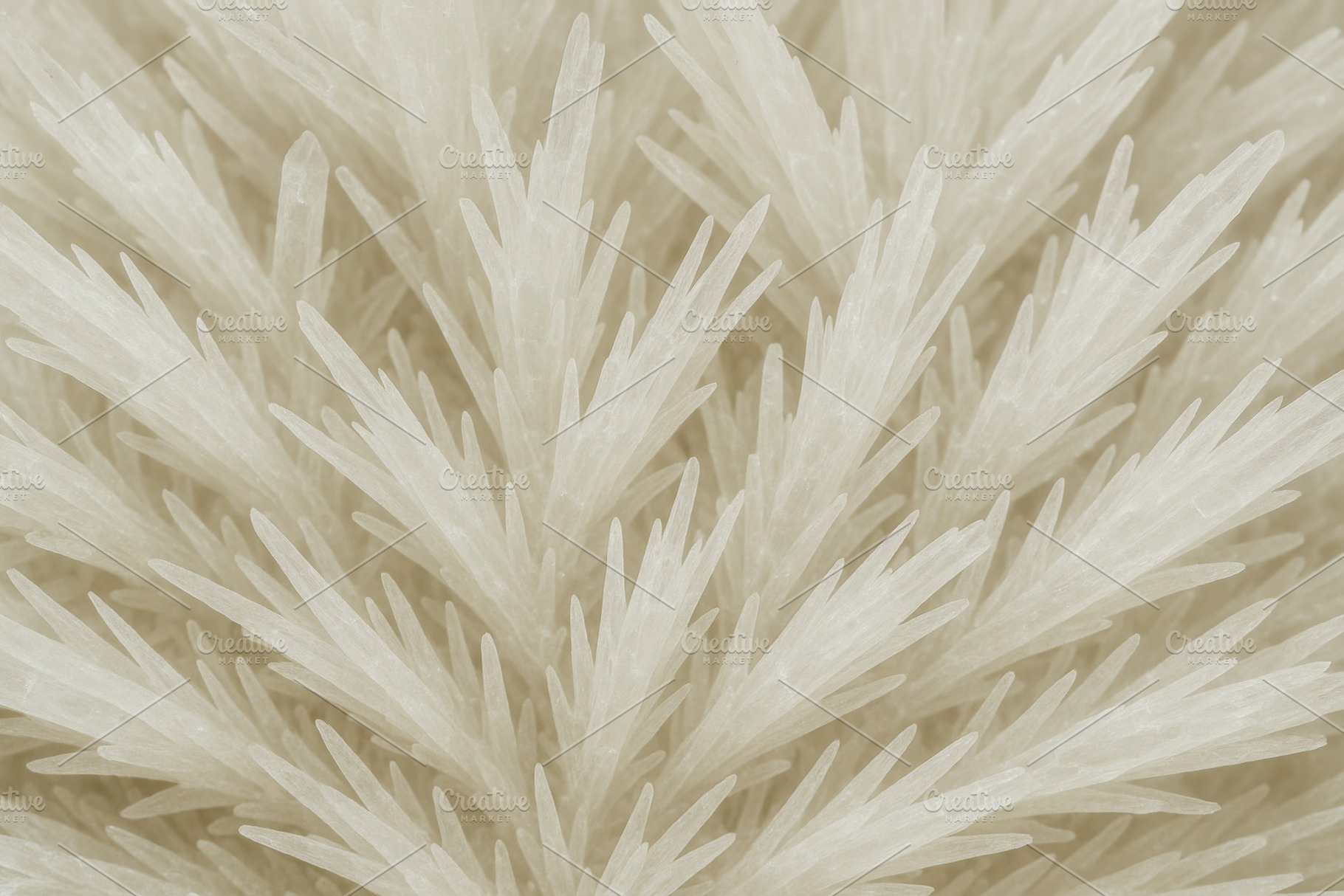 Closeup of white crystalline structure resembling spikes, suitab, a Photo by Dvoevnore photos