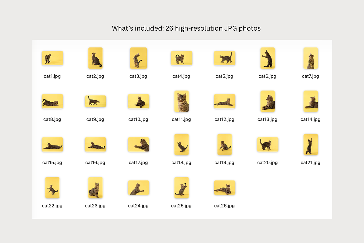 Playful Cat Studio Photo Pack, an Animal Photo by Animalistica (Photo 4 of 4)