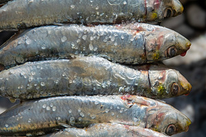 Grilled sardines skewered over open fire, a Food & Drink Photo by DanFLCreativo