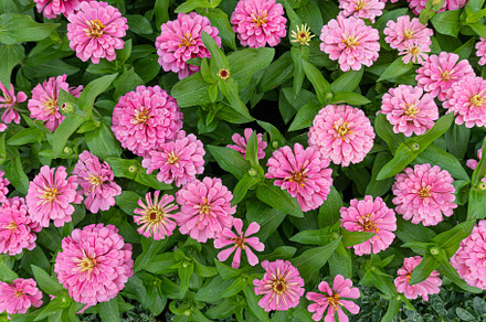 Pink flowers in the garden, a Nature Photo by AMMi