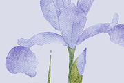 Spring Garden Illustration & Pattern, a Decorative Illustration by OkPen (Thumbnail 10 of 10)
