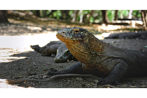 Komodo dragon resting in Komodo, an Animal Photo by Goinyk