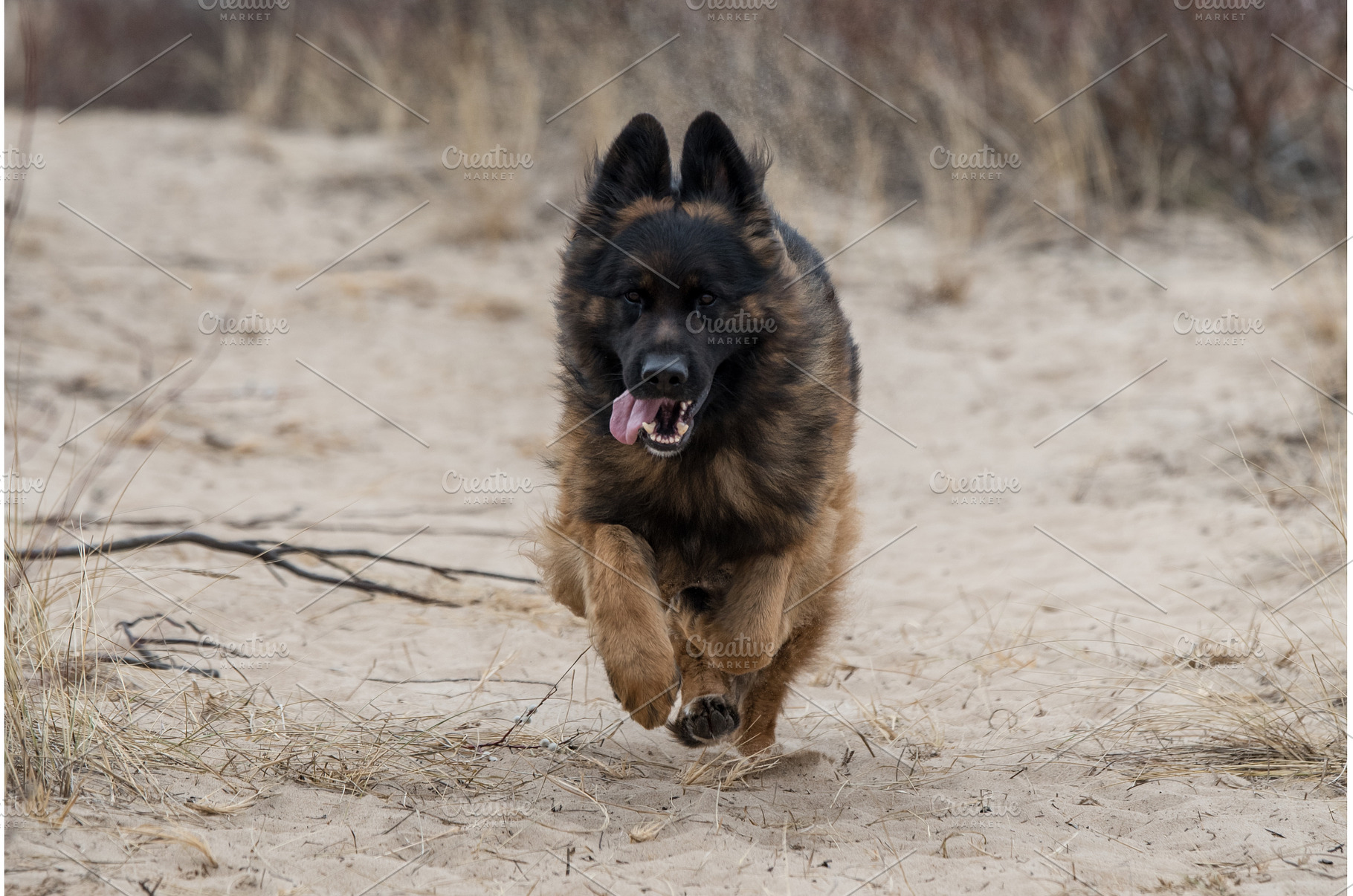 German Shepherd Dog on the beach at, an Animal Photo by COLORFUL
