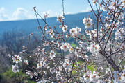 Blossoming almond trees, a Nature Photo by Fruits+Veggies (Thumbnail 12 of 17)