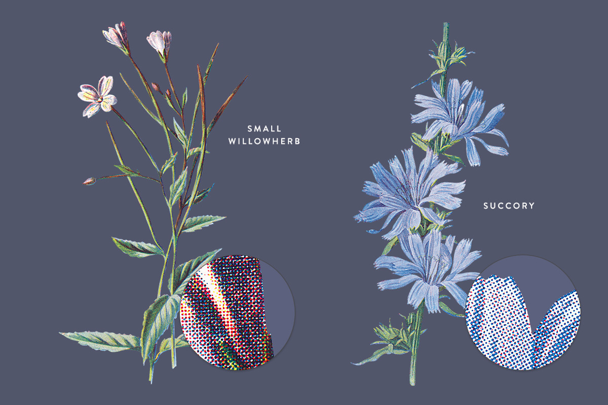 Vintage Flower Illustrations Bundle, an Illustration by Greta Ivy (Photo 58 of 62)
