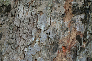 Close Up Texture of bark on a tree