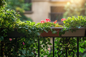 Lush balcony garden with vibrant flo, a Photo by Iftikhar Alam