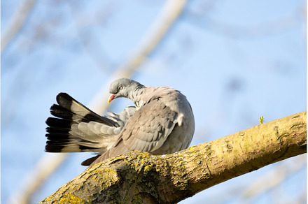 wood pigeon preens its tail feathers