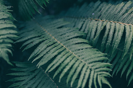 Fern stock photo containing fern and forest, a Nature Photo by Walking Blonde