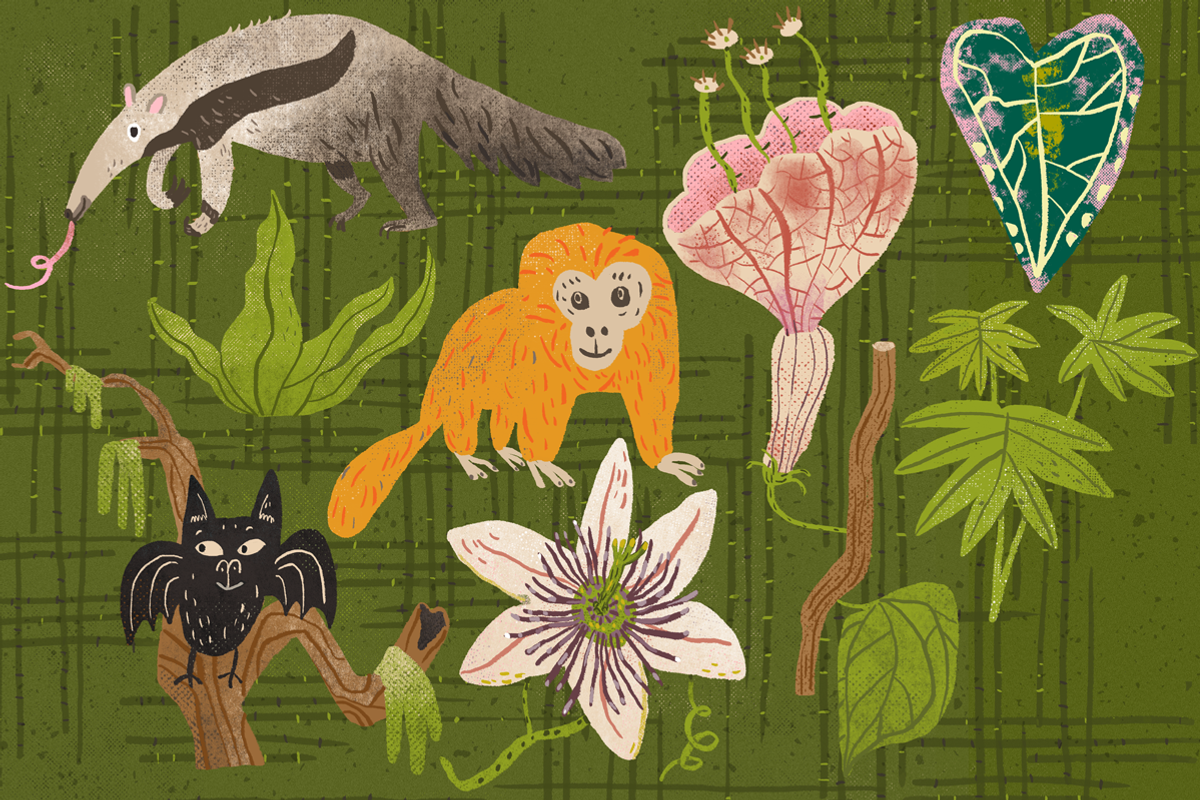 21 Rainforest Creatures & Plants, an Animal Illustration by Stephanie K. Birdsong (Photo 3 of 4)
