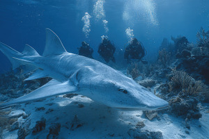 Nurse shark underwater divers scuba, a Photo by Pixeness Studio