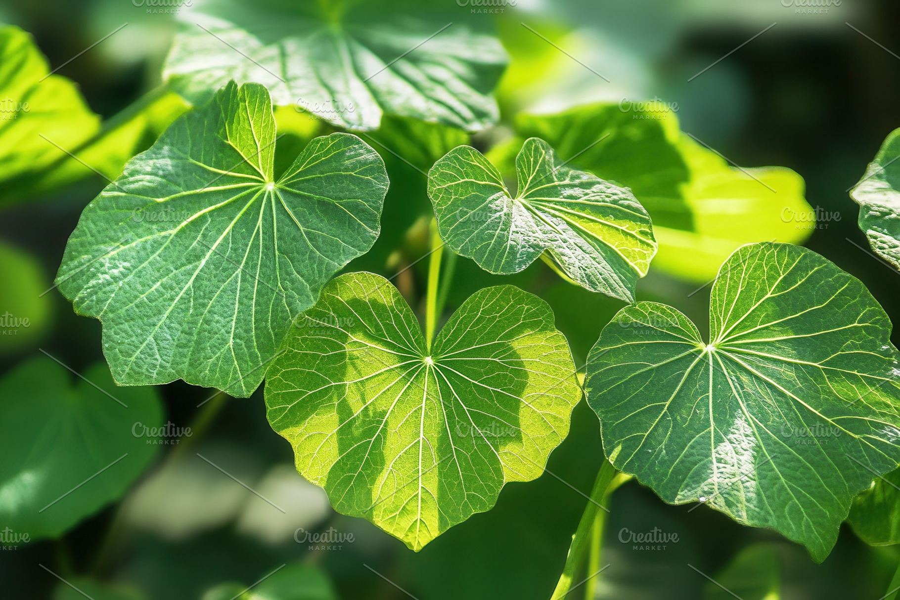 A close up shot of green leaves, a Photo by Pavel_design