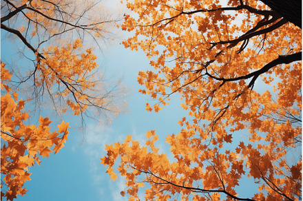 Trees in fall park from below, a Nature Photo by Lermont51