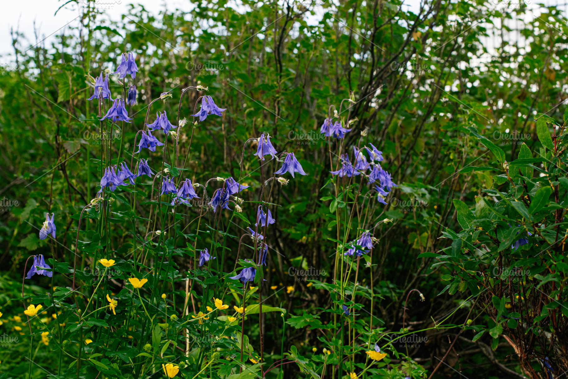 Wildflowers bloom in a lush garden setting near Reykjavik, Iceland, a Photo by AS photostudio